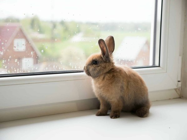 What's the Best Method for Cleaning and Maintaining a Rabbit Hutch?